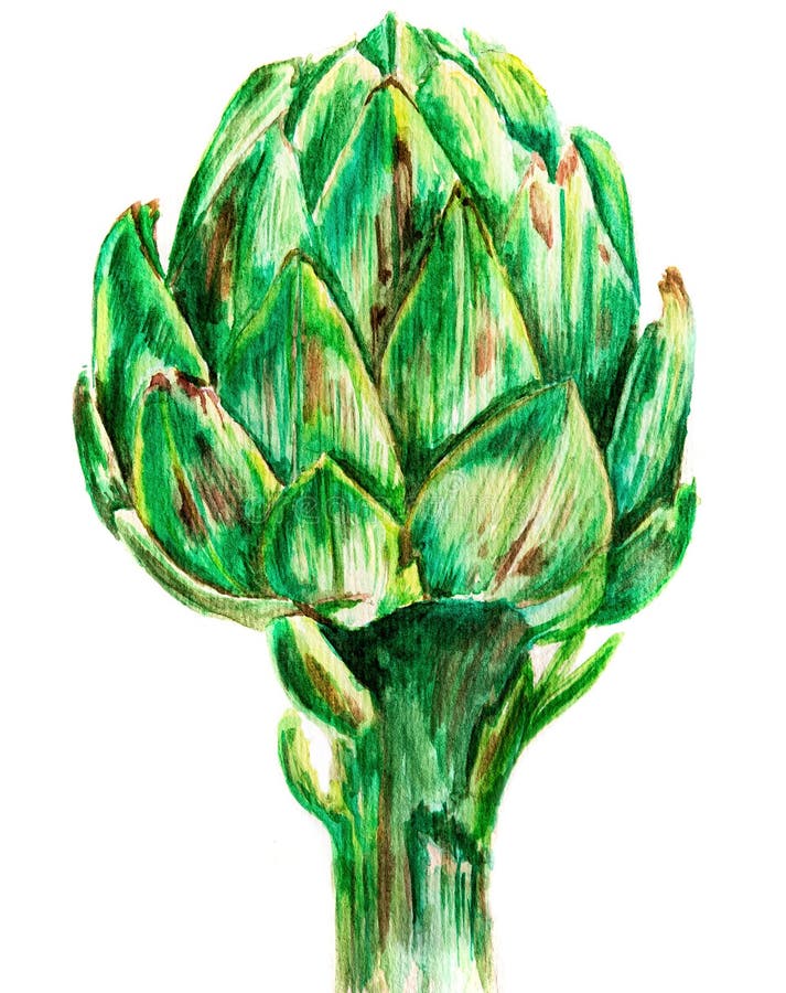 Alcachofas de la acuarela Ejemplo aislado de la comida del eco en el fondo blanco stock de ilustración Alcachofas de la acuarela Ejemplo aislado de la comida del eco en el fondo blanco stock de ilustración