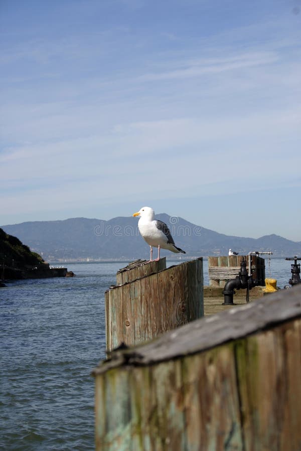 Alcatraz - Sea Gull