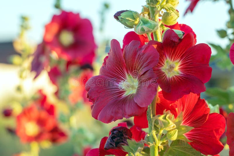 Alcea Rosea De Color Rojo. Popular Huerta De Plantas Ornamentales Malva O  Hollyhock Foto de archivo - Imagen de exterior, fresco: 189591760