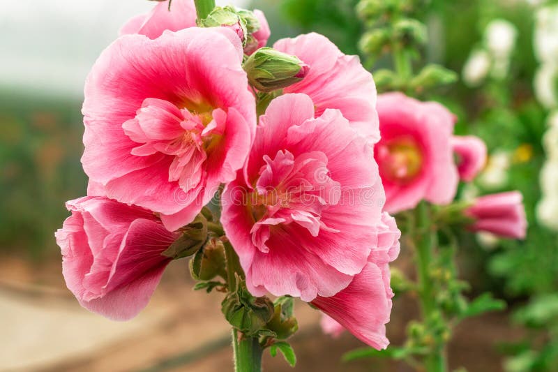 Alcea Rosea Ou Hollyhock Ou Malva Uma Forma Dupla a Rosa São Plantas  Ornamentais De Jardim Populares Encerramento De Foto de Stock - Imagem de  espécie, comum: 159050748