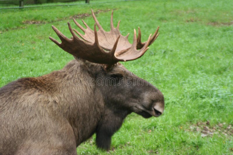 Big old moose in sweden. Big old moose in sweden