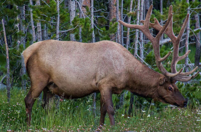 Male elk weighs about 700 pounds and is about 5 feet high while female weighs about 500 pounds and is slightly shorter. This picture was taken in Yellowstone National Park. Male elk weighs about 700 pounds and is about 5 feet high while female weighs about 500 pounds and is slightly shorter. This picture was taken in Yellowstone National Park.