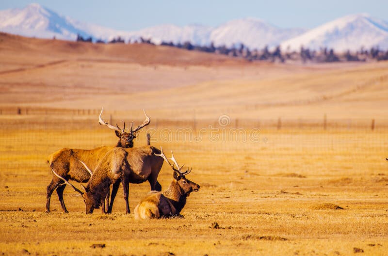 Alces de las montañas de Colorado imagen de archivo libre de regalías Alces de las montañas de Colorado imagen de archivo libre de regalías