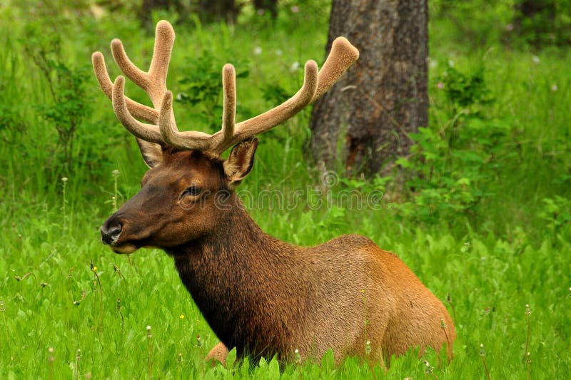 Alces de Magestic Bull imagen de archivo Alces de Magestic Bull imagen de archivo