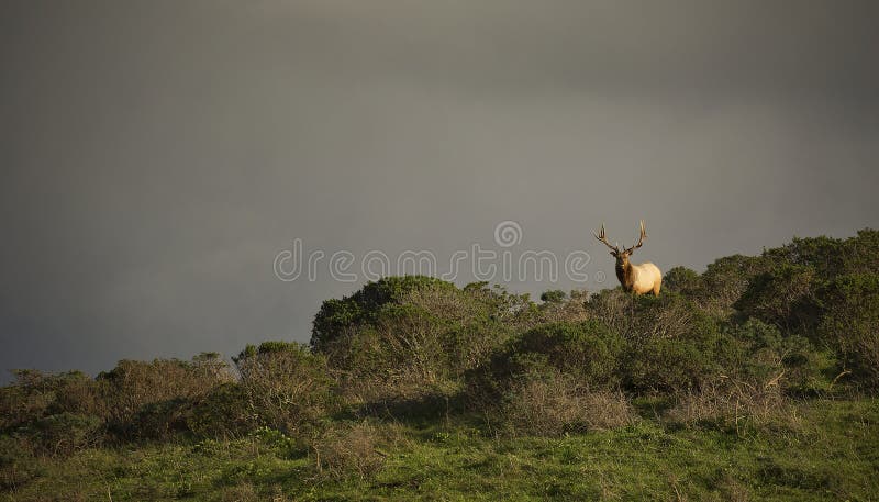 Alces de Tule fotos de stock Alces de Tule fotos de stock
