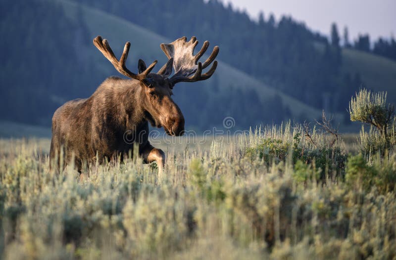 Alces del toro de la salida del sol en terciopelo imagen de archivo libre de regalías Alces del toro de la salida del sol en terciopelo imagen de archivo libre de regalías
