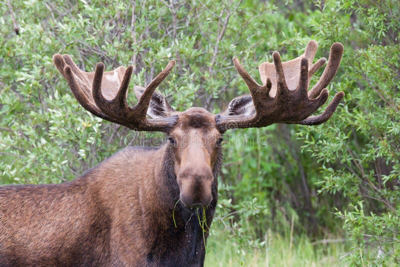 Alces di alces delle alci del toro con i grandi corni vellutati immagine stock Alces di alces delle alci del toro con i grandi corni vellutati immagine stock