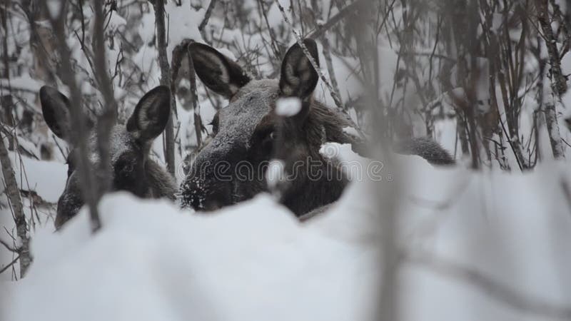 Alces grandes e vitela marrons bonitos que descansam na floresta fria profunda do inverno na região selvagem do círculo ártico