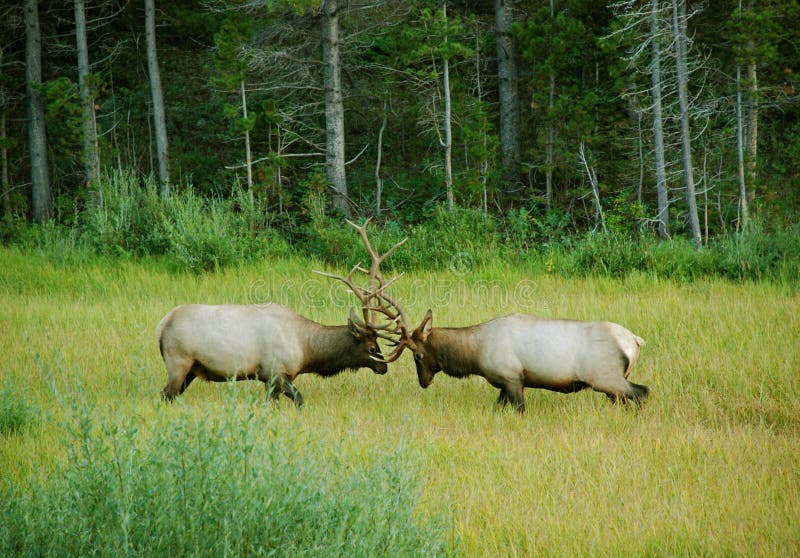 Alces que Sparring em um prado da montanha foto de stock royalty free Alces que Sparring em um prado da montanha foto de stock royalty free