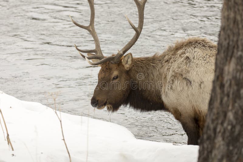 Alci che pascono sul fiume nel parco nazionale di Yellowstone immagine stock libera da diritti Alci che pascono sul fiume nel parco nazionale di Yellowstone immagine stock libera da diritti