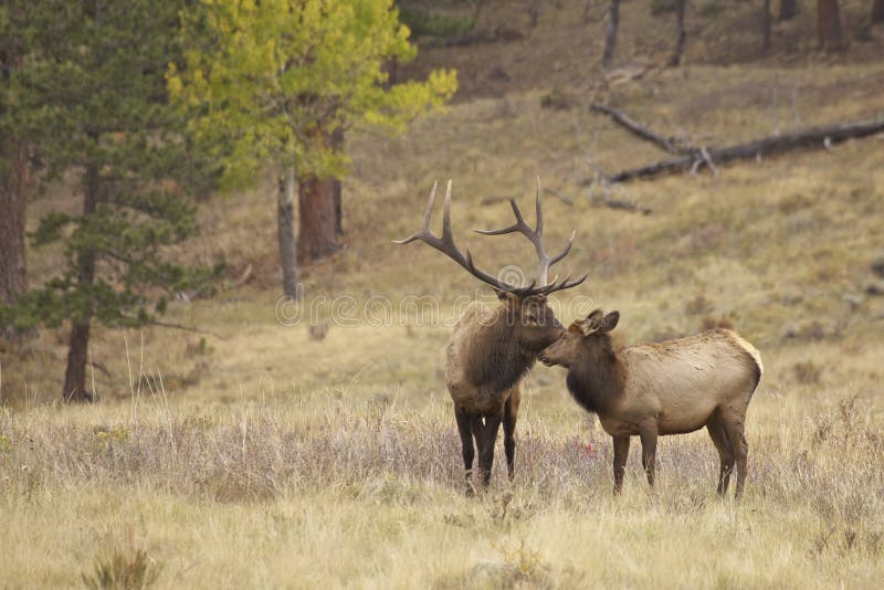 Alci del Bull e vitello sveglio che Nuzzling fotografie stock libere da diritti Alci del Bull e vitello sveglio che Nuzzling fotografie stock libere da diritti
