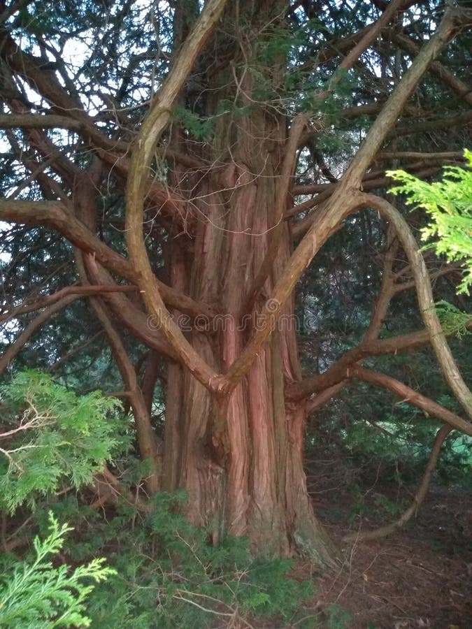 Hoja vidroflor-cara árbol espíritu baumhüter elfos personaje para vara arce piedra