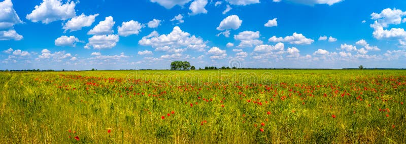 Alcohol de la primavera en el campo rojo de amapolas y de la naturaleza hermosa en panorama debajo del cielo azul, campo fotografía de archivo libre de regalías Alcohol de la primavera en el campo rojo de amapolas y de la naturaleza hermosa en panorama debajo del cielo azul, campo fotografía de archivo libre de regalías