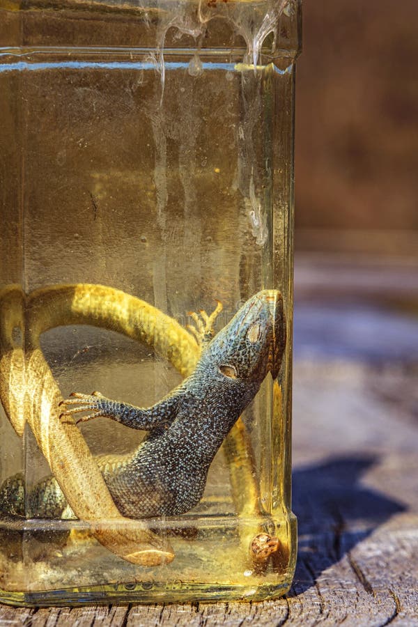 Alcoholic Drink, Tincture Using a Lizard Stock Photo Image of drinks