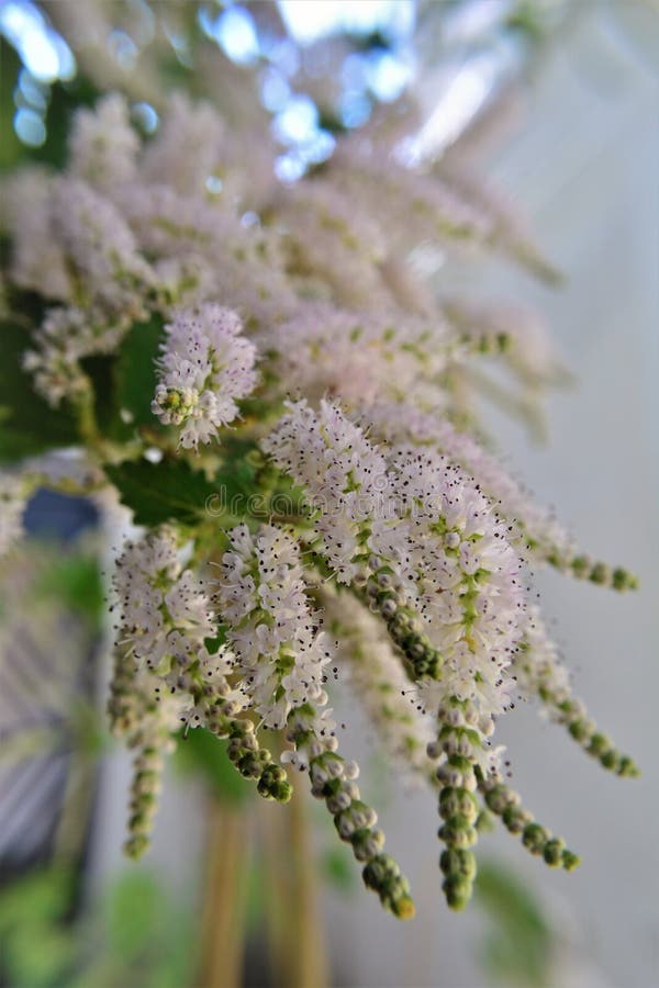 Alcuni fiori di commiphora myrrha fotografie stock