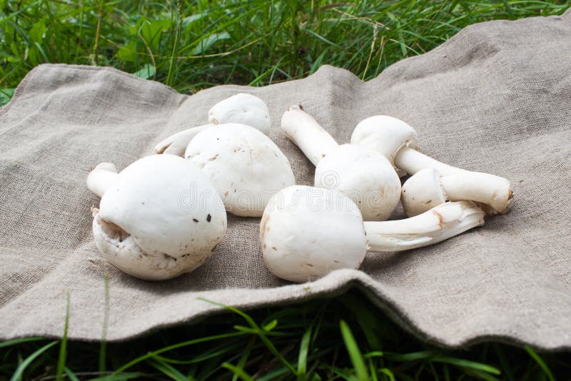 Alcuni funghi sul panno immagini stock Alcuni funghi sul panno immagini stock
