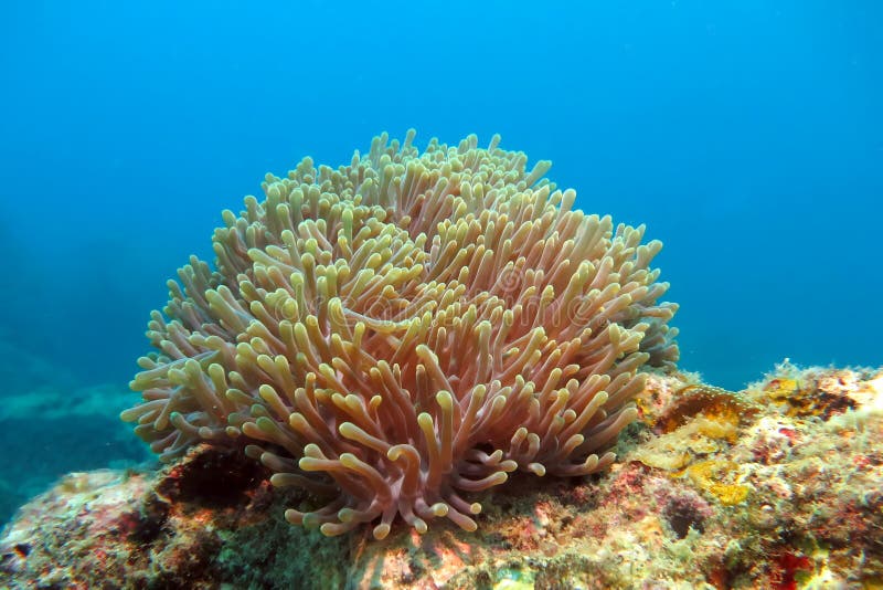 The Alcyonacea, or soft coral stock image