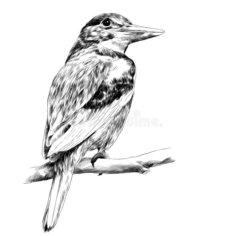 Alcyone bird sketch vector vector illustration