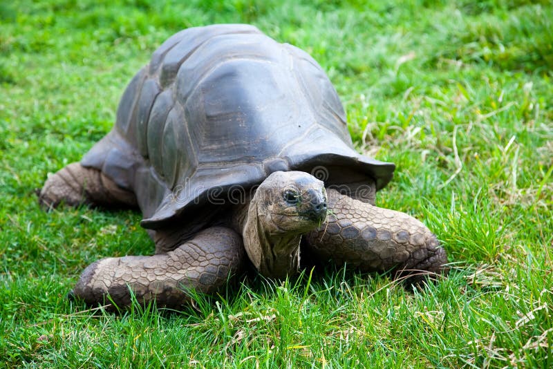 Aldabra Giant Tortoise royalty free stock photography