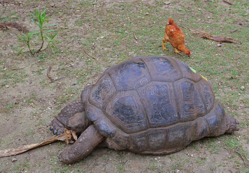 An Aldabra giant tortoise trying to shred a dry tree bark while a chicken is searching for food behind stock photography An Aldabra giant tortoise trying to shred a dry tree bark while a chicken is searching for food behind stock photography