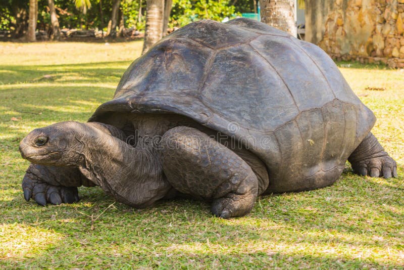 Aldabra giant tortoise, Turtle on the beach in Seychelles