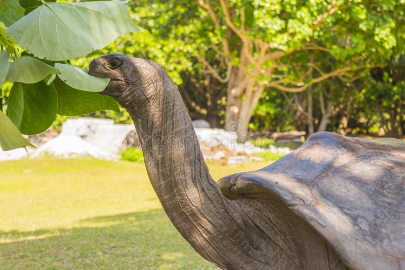 Aldabra giant tortoise, Turtle on the beach in Seychelles