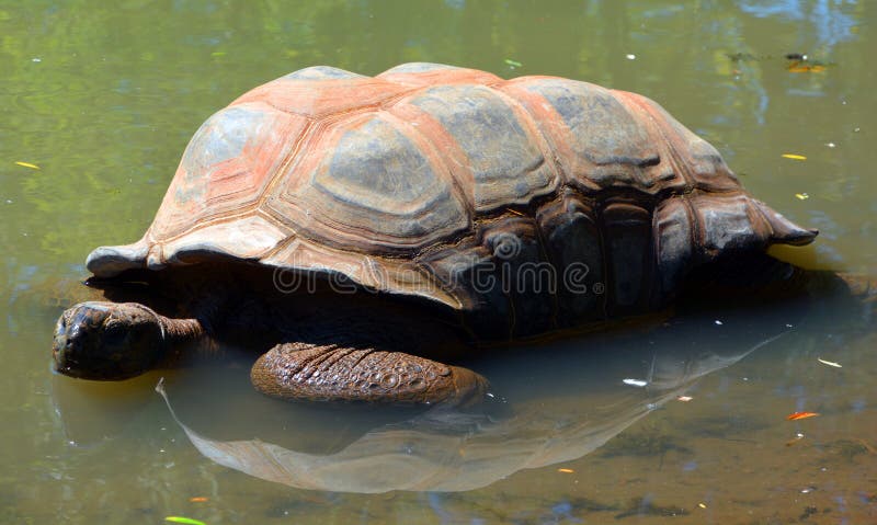 Aldabra gigantyczny tortoise obrazy royalty free Aldabra gigantyczny tortoise obrazy royalty free
