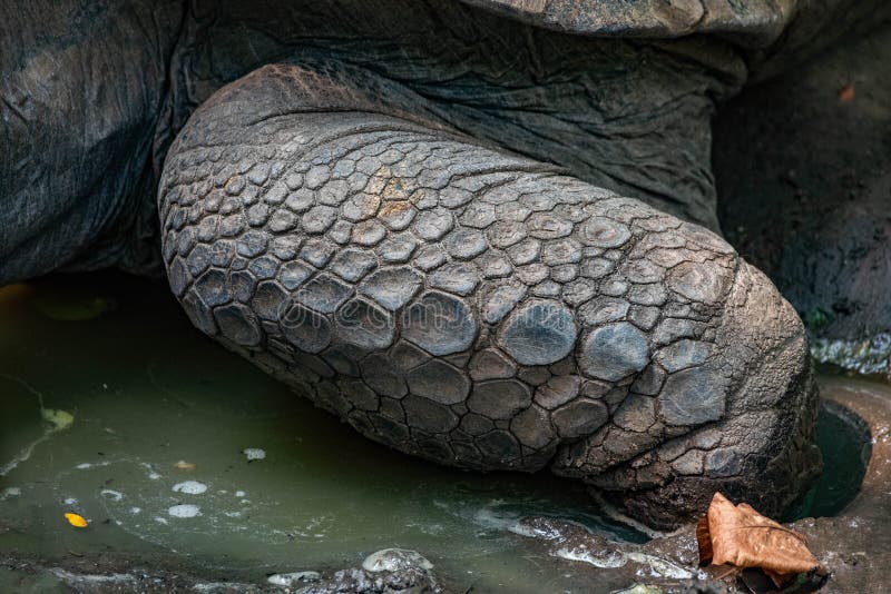 Aldabra Tortoise Scales on Leg Stock Photo Image of praslin, chell