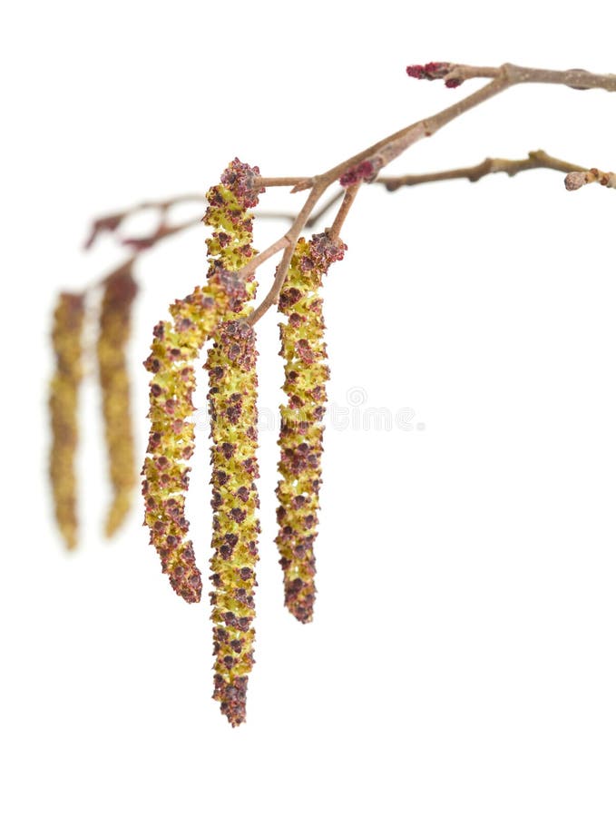 Alder male catkins stock photo. Image of male, pollen 37488092
