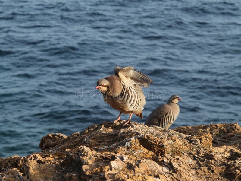 Alectoris de poule de perdrix d'oiseau chukar photos libres de droits