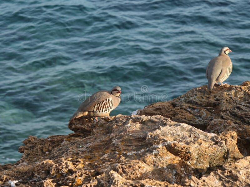 Alectoris de poule de perdrix d'oiseau chukar photographie stock