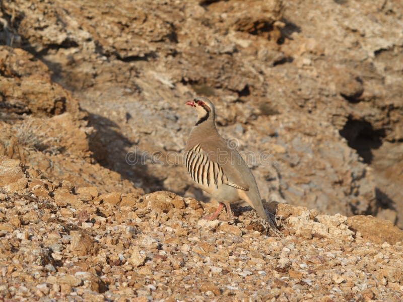 Alectoris de poule de perdrix d'oiseau chukar photos stock