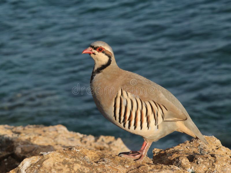 Partie d'oiseau perdrix poule Alectoris chukar photos stock