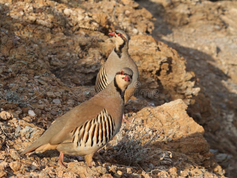 Alectoris de poule de perdrix d'oiseau chukar photo stock