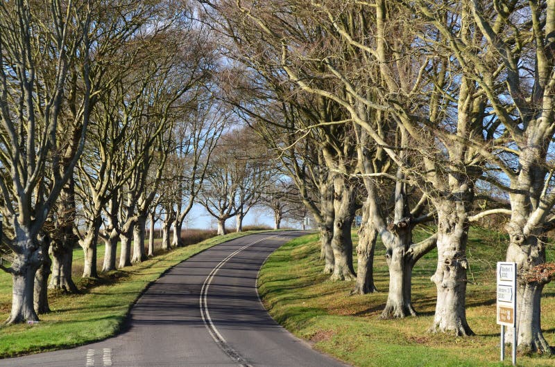 Aleja Drzew Blandford Road Kingston Lacy Dorset Uk Zdjęcie Stock