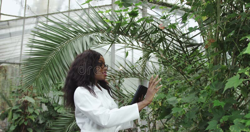 Alejar la vista de una agricultora africana negra con abrigo blanco, sujetando una tableta digital que recopila datos de investiga almacen de video