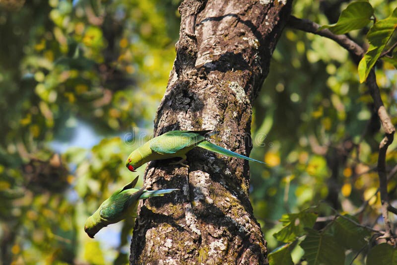 Aleksandrynów Parakeets Psittacula eupatria Bandhavgarh tygrysa rezerwa, Madhya Pradesh India stan fotografia stock Aleksandrynów Parakeets Psittacula eupatria Bandhavgarh tygrysa rezerwa, Madhya Pradesh India stan fotografia stock