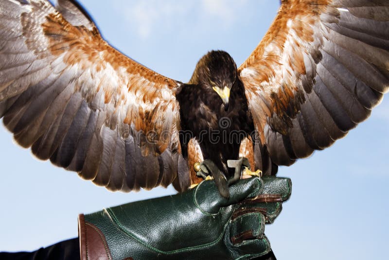 Germany, Hellenthal, Harris Hawk. Germany, Hellenthal, Harris Hawk