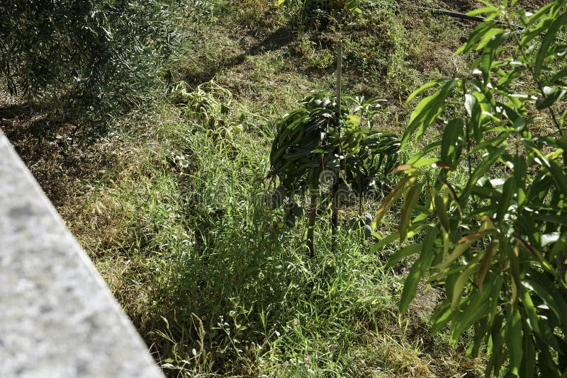 Alentejo is the Hottest Area in Portugal Stock Photo Image of