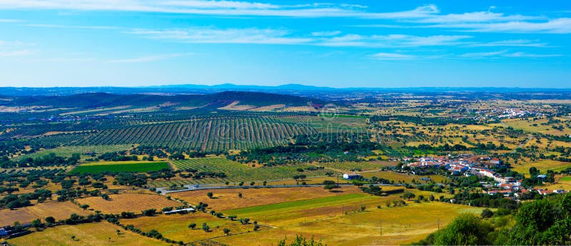 Común joven aceituna árboles plantación.