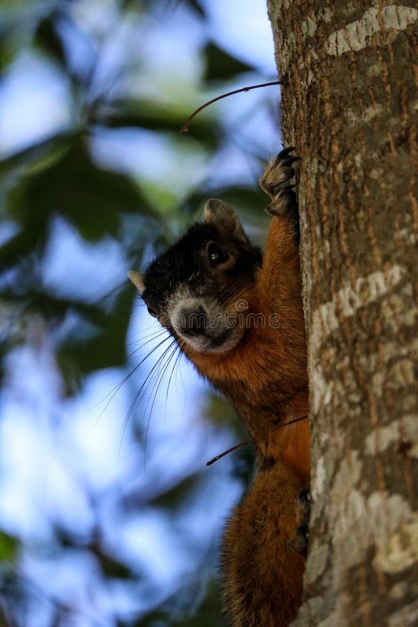 Alert big cypress fox squirrel Sciurus niger avicennia. On a tree branch in summer in Naples, Florida stock photography Alert big cypress fox squirrel Sciurus niger avicennia. On a tree branch in summer in Naples, Florida stock photography