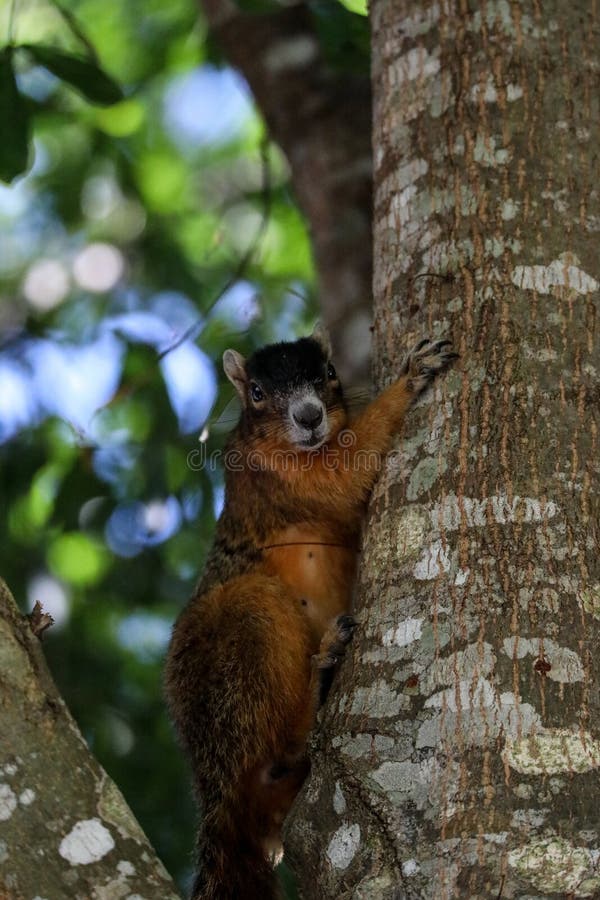 Alert big cypress fox squirrel Sciurus niger avicennia. On a tree branch in summer in Naples, Florida stock photos Alert big cypress fox squirrel Sciurus niger avicennia. On a tree branch in summer in Naples, Florida stock photos