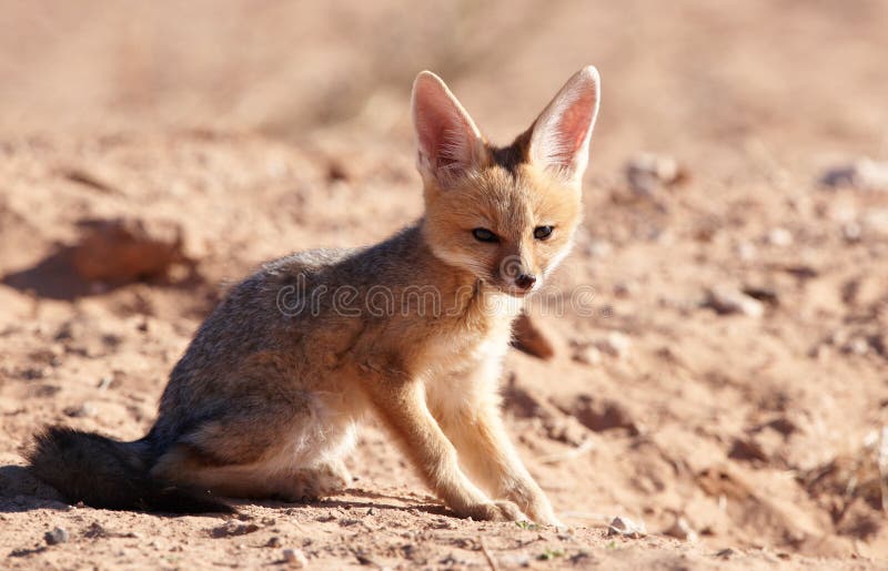 Alert Black-backed Jackal (Canis mesomelas)