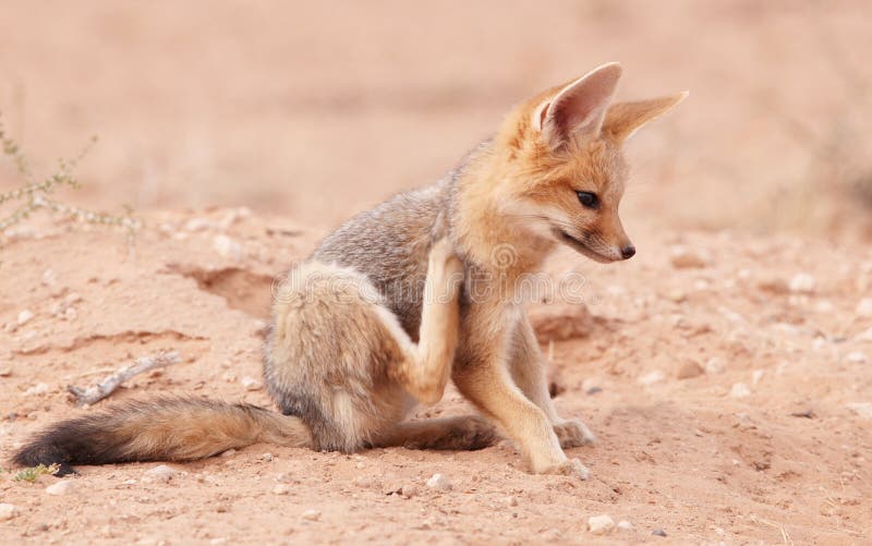 Alert Black-backed Jackal (Canis mesomelas)