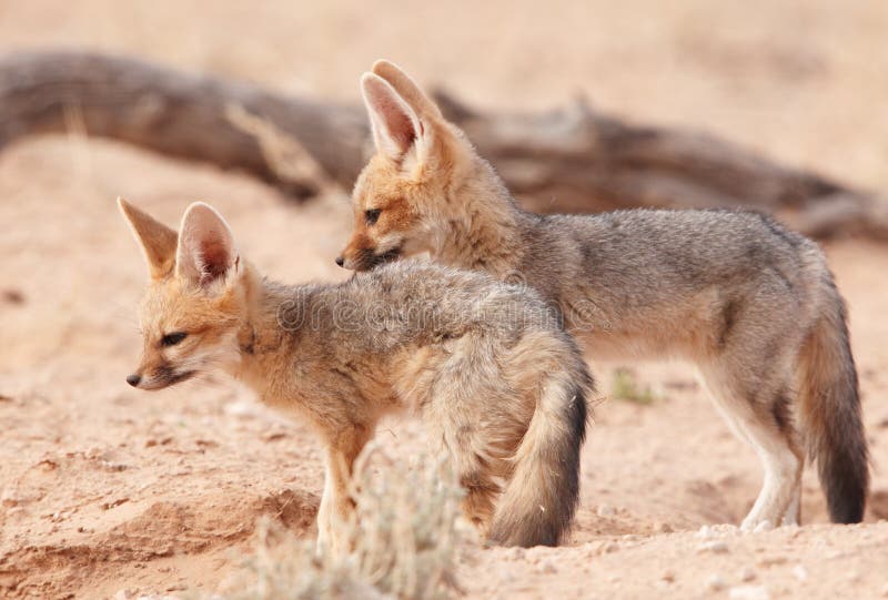 Alert Black-backed Jackal (Canis mesomelas)