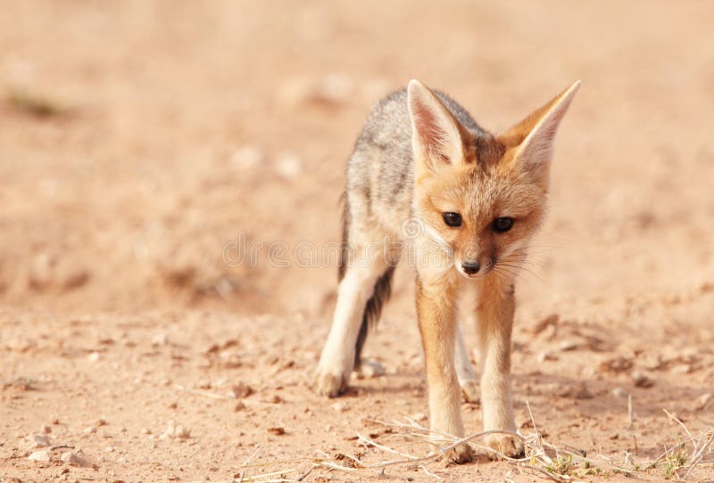 Alert Black-backed Jackal (Canis mesomelas)