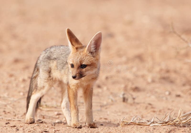 Alert Black-backed Jackal (Canis mesomelas)