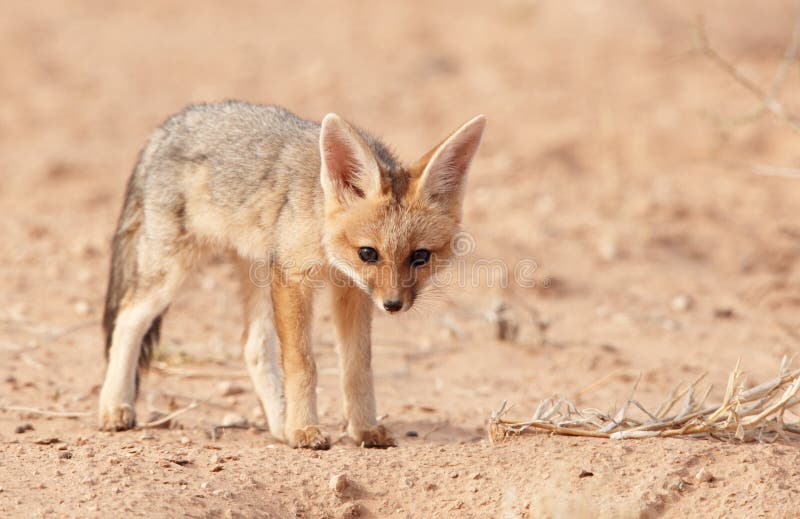 Alert Black-backed Jackal (Canis mesomelas)