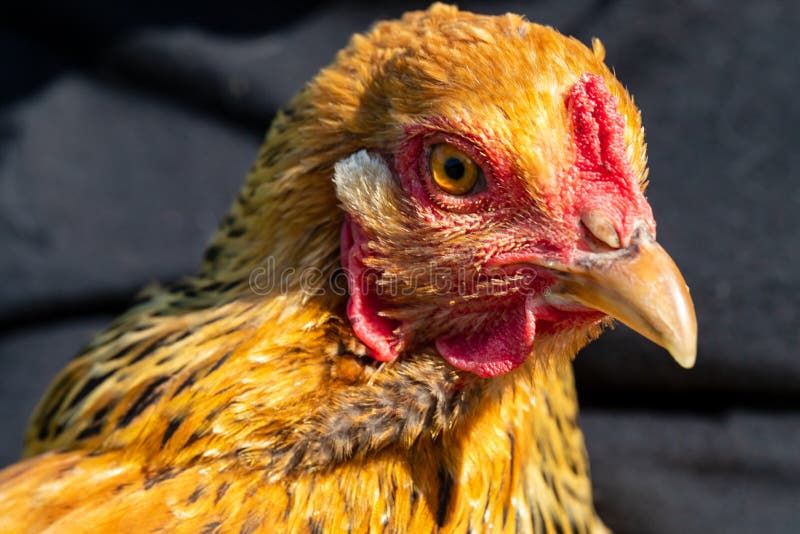 250+ Brahma Chicken Stock Photos, Pictures & Royalty-Free Images