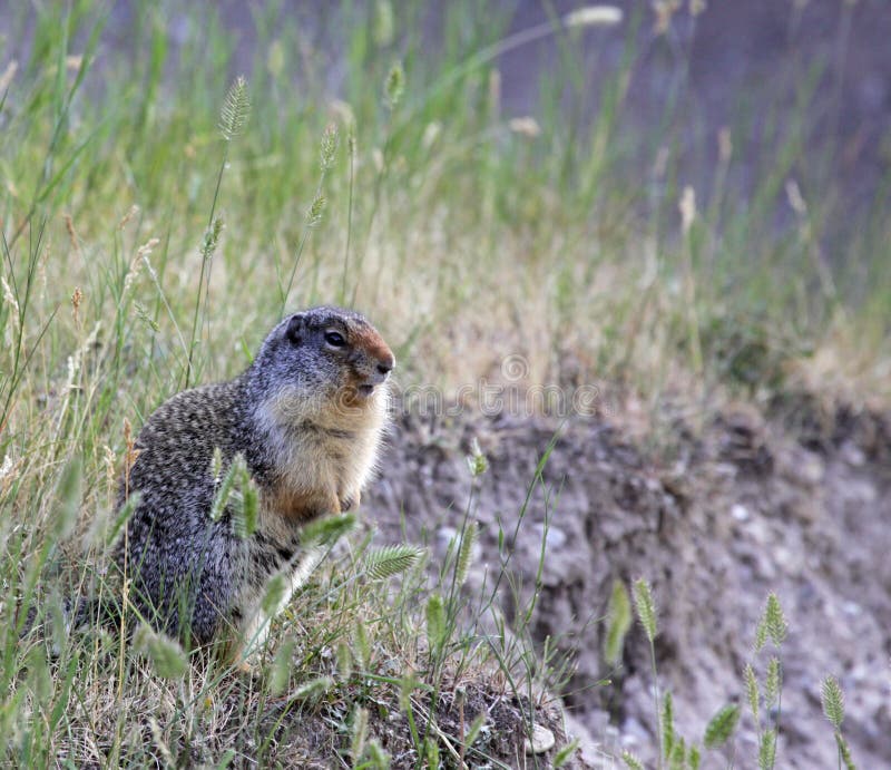 Alert Columbian Ground Squirrel